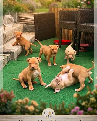 Dolcissimi cuccioli di Pitbull ukc con Pedigree