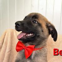 Cucciola simil pastore malinois 3mesi BETTY