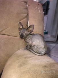 CANADIAN SPHYNX no pelo