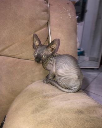 CANADIAN SPHYNX no pelo