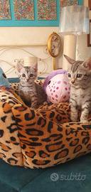 Cuccioli bengala Brown e silver 