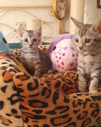 Cuccioli bengala Brown e silver 