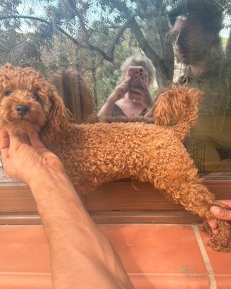 Stallone dí barboncino con pedigree ENCI