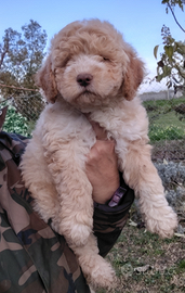 Cucciolo femmina di Lagotto Romagnolo con pedigree