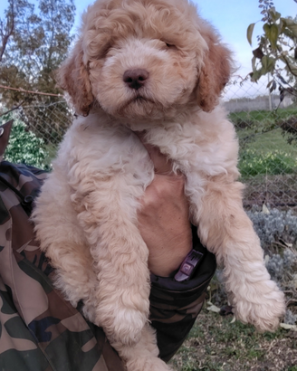 Cucciolo femmina di Lagotto Romagnolo con pedigree