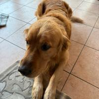 Disponibile golden retriever per monta