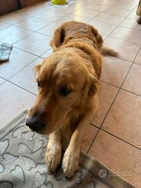 Disponibile golden retriever per monta