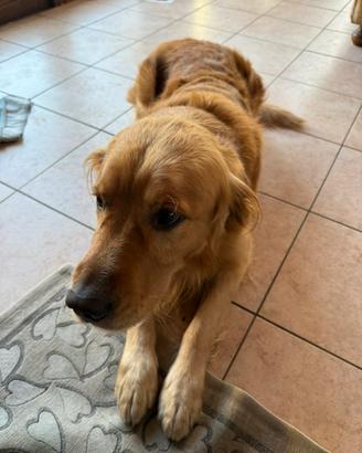 Disponibile golden retriever per monta