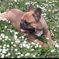 Bulldog francese