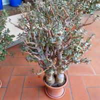 Crassula ovata 28 anni