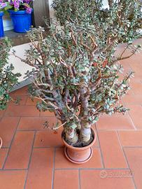 Crassula ovata 28 anni