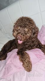 Lagotto