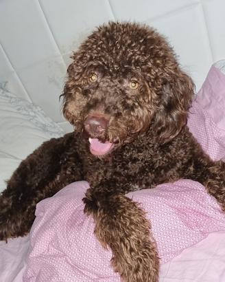 Lagotto