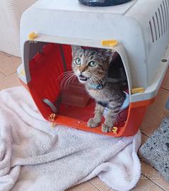 Gattina occhi celesti di 2 mesetti