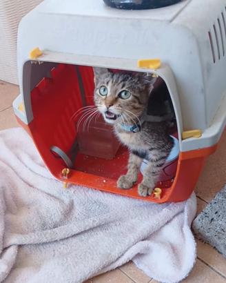 Gattina occhi celesti di 2 mesetti
