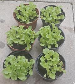 Piantine insalata pronte – Rimini