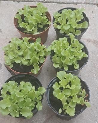 Piantine insalata pronte – Rimini