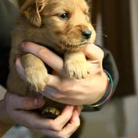 Cuccioli Golden Retriever 100% Americano