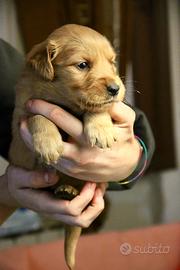 Cuccioli Golden Retriever 100% Americano