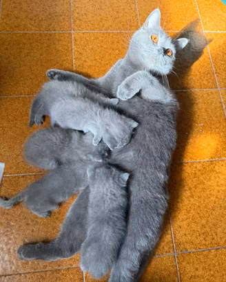 Cuccioli British Shorthair Blu IN PRENOTAZIONE