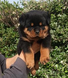 Rottweiler