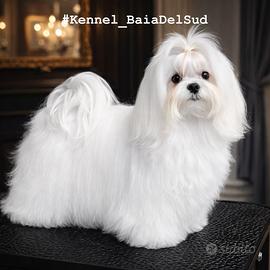 Maltese