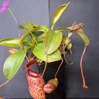 Nepenthes