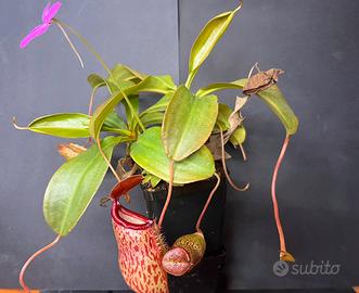 Nepenthes