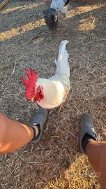 Gallo livornese