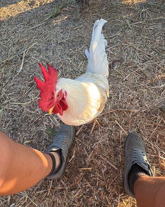 Gallo livornese