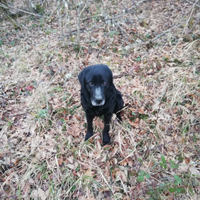 Stupenda cagnolina