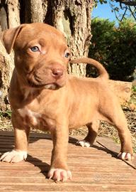 Cucciolo pittbull Red nouse