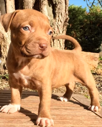 Cucciolo pittbull Red nouse