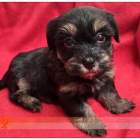 Cuccioli di BICHON HAVANESE