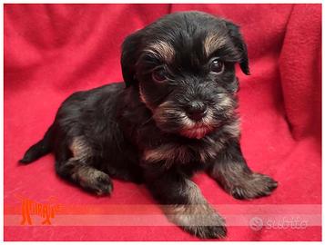 Cuccioli di BICHON HAVANESE