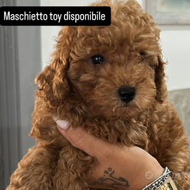 Maschietto toy