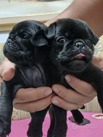 Cuccioli carlino