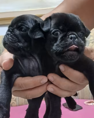 Cuccioli carlino