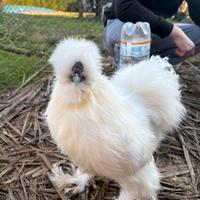 Vendita galli moroseta