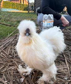 Vendita galli moroseta