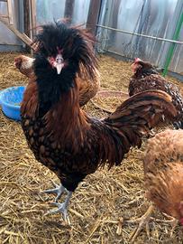 Gallo Padovana 6 mesi