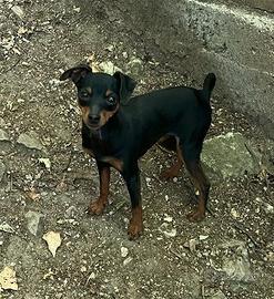 Pinscher nano