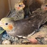 Baby calopsiti allevate a mano e non solo