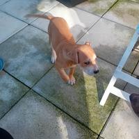 Cucciola pitbull per adozione