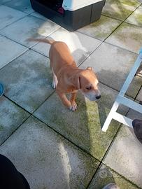Cucciola pitbull per adozione