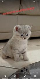 Gattini scottish straigt maschio e femmina
