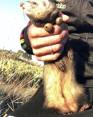 Furetta mastra caccia al coniglio