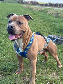 Zeus pitbull di due anni