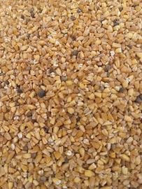Grano e veccie ad uso mangimistico biologico