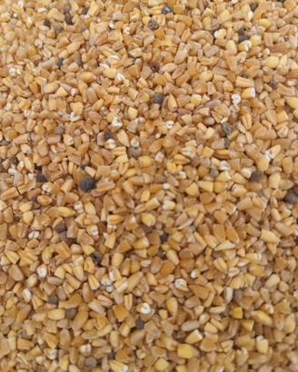 Grano e veccie ad uso mangimistico biologico